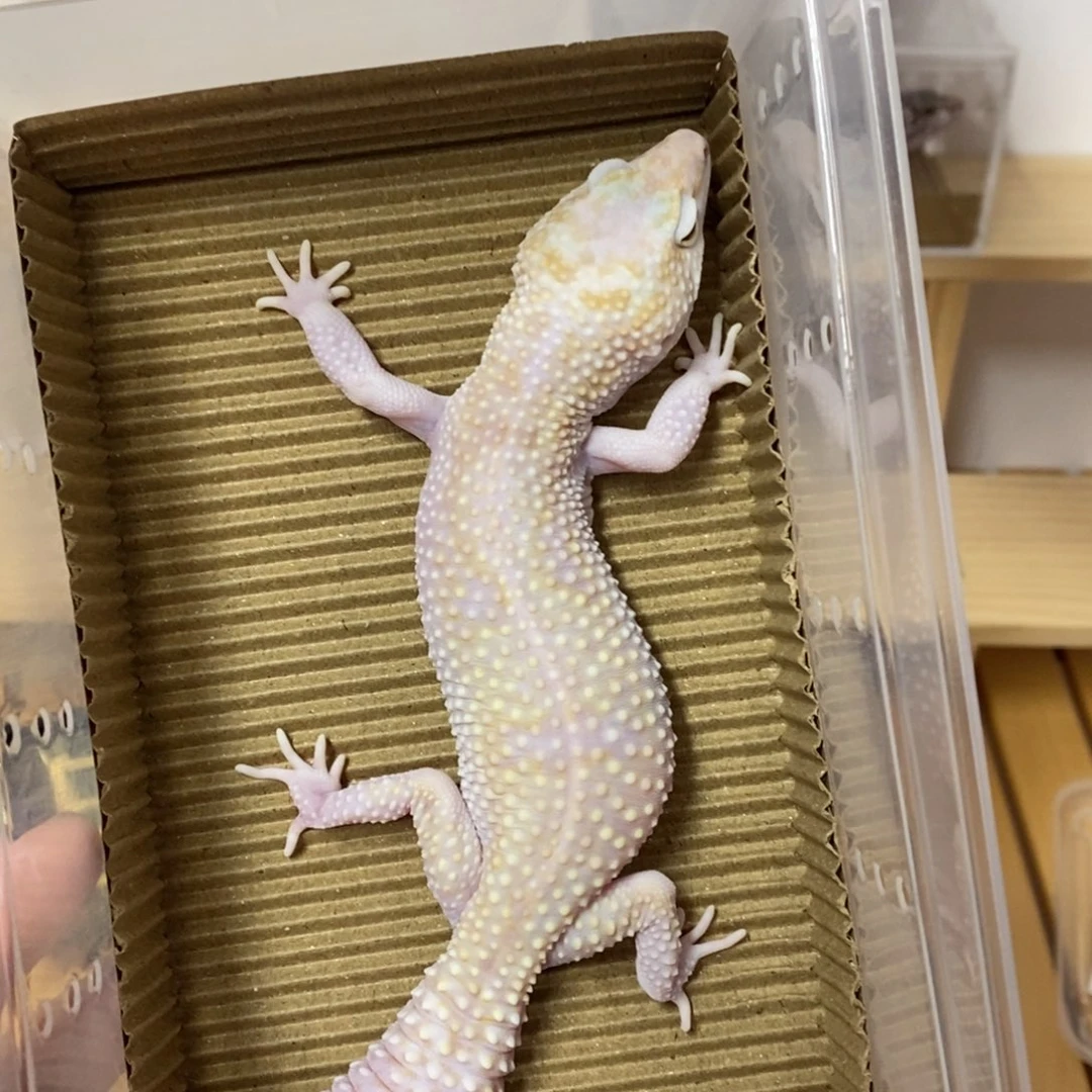 豹纹守宫豹纹守宫