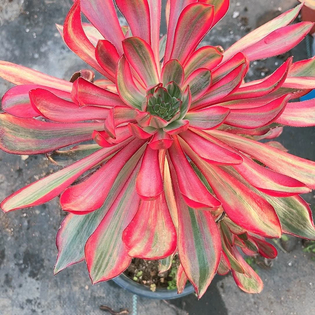 用****莲火凤法师火凤法师