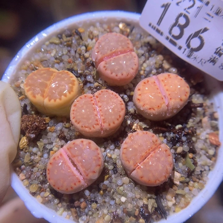 精品生石花221.186