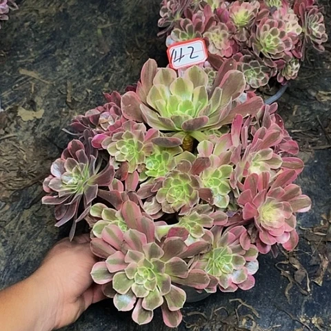金丝雀老桩捧花142号