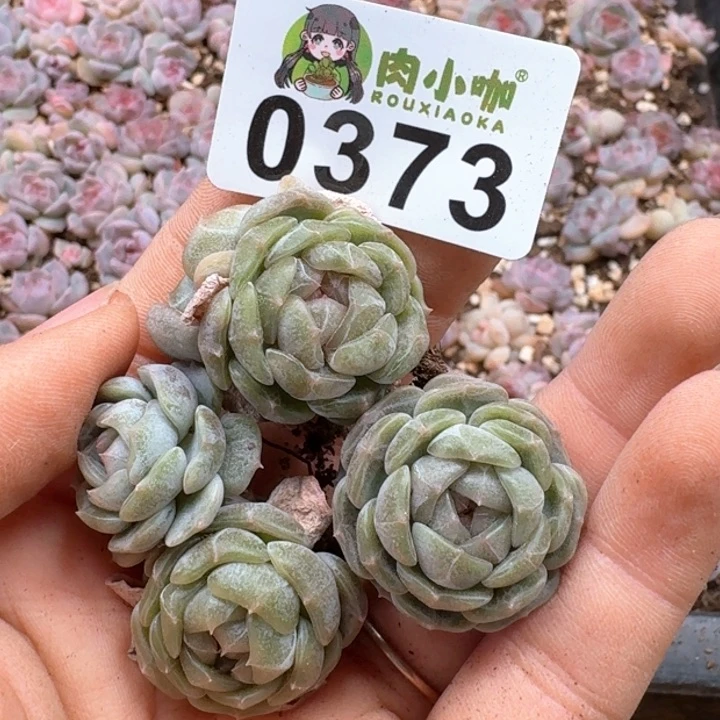 多肉植物多肉植物