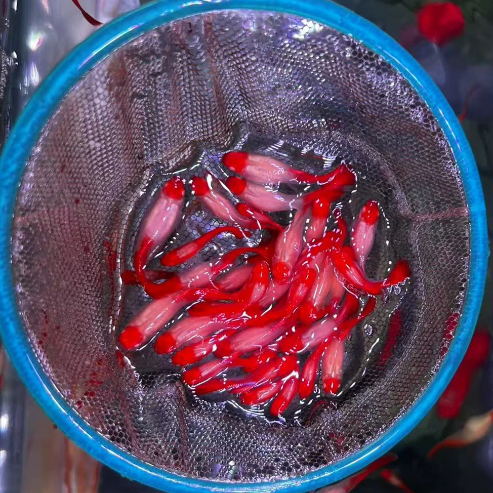 鸿运当头孔雀鱼小型热带观赏鱼淡水鱼练手鱼好养健康耐活活体鱼