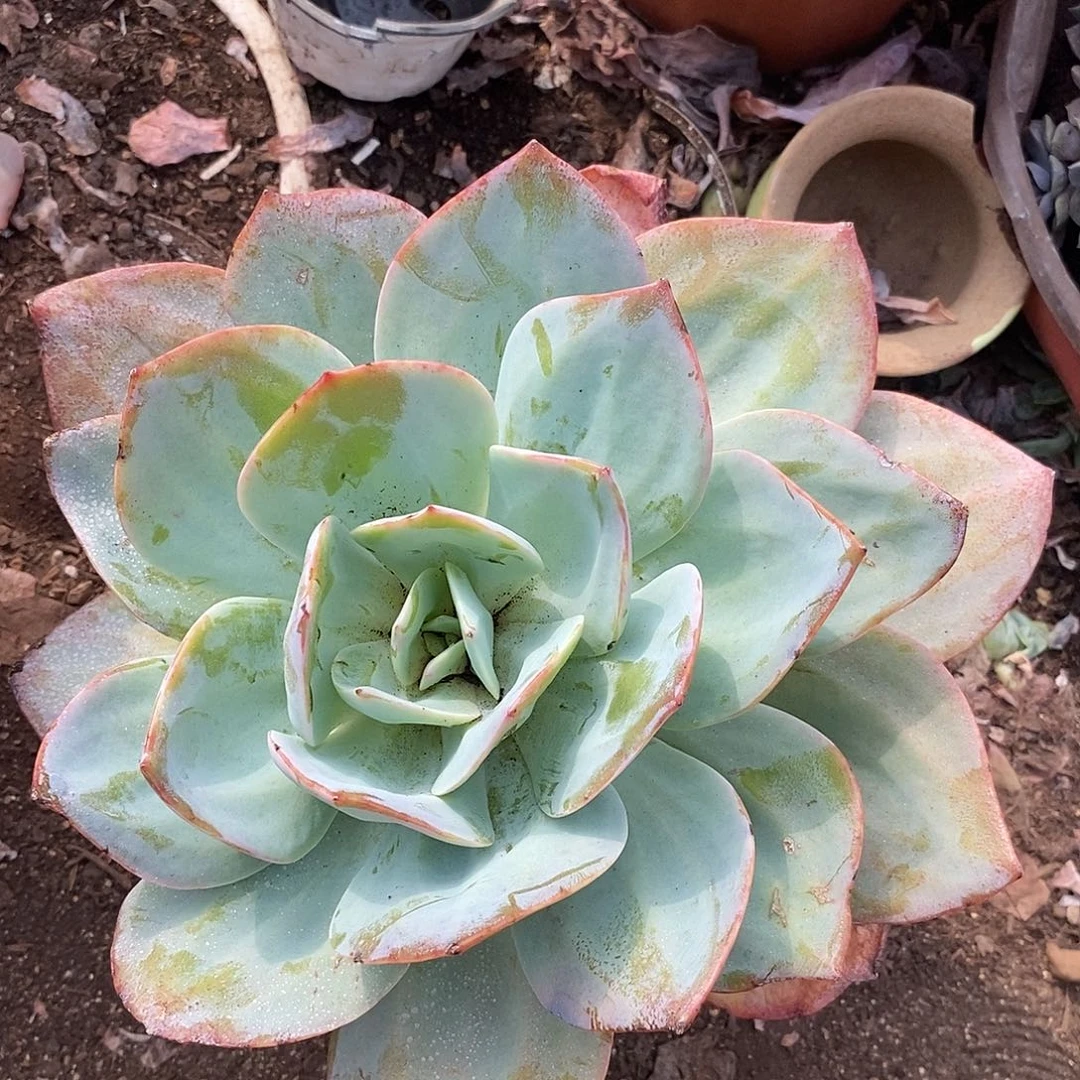 血凤 大单头 多肉植物