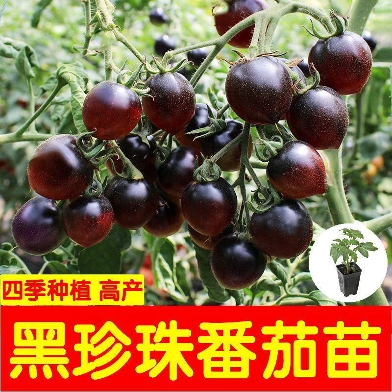 寿光黑珍珠番茄苗秧带土种子小西红柿圣女果种籽超甜四季盆栽春秋