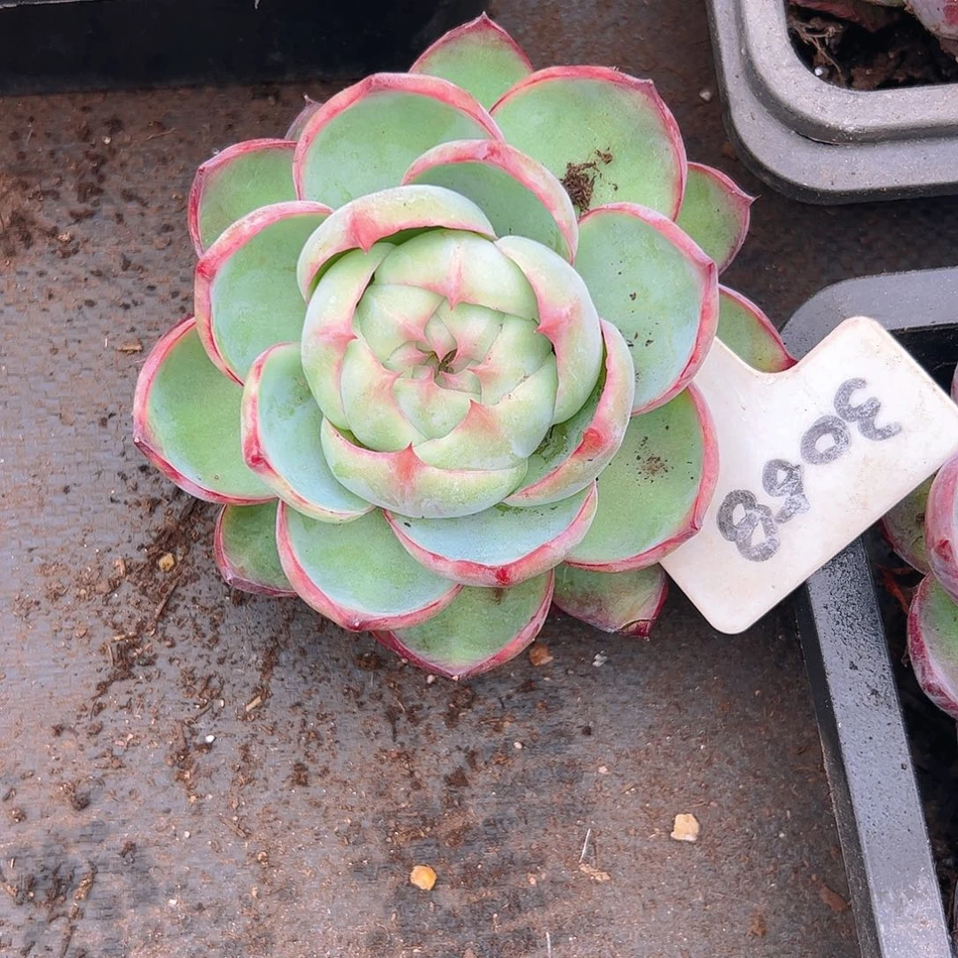 思***宜惊鸿仙子一物一拍3058号