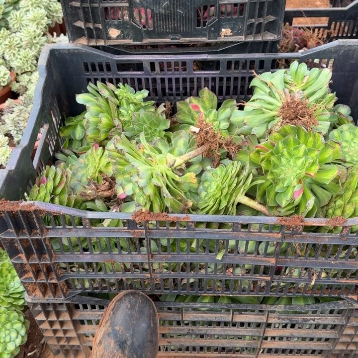 知否带跟的啊啊啊