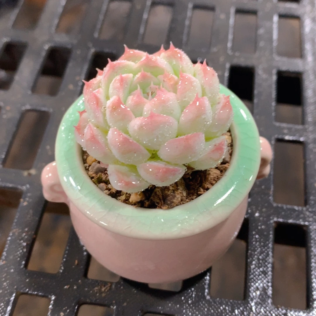 肉萌萌精控多肉 5cm盆量拍 美尼单头瓷盆
