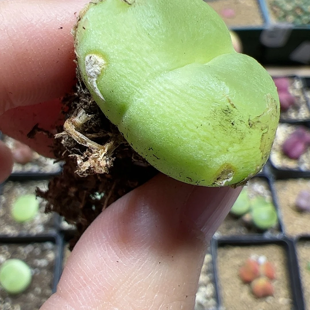 【闪购商品】3 开播福利