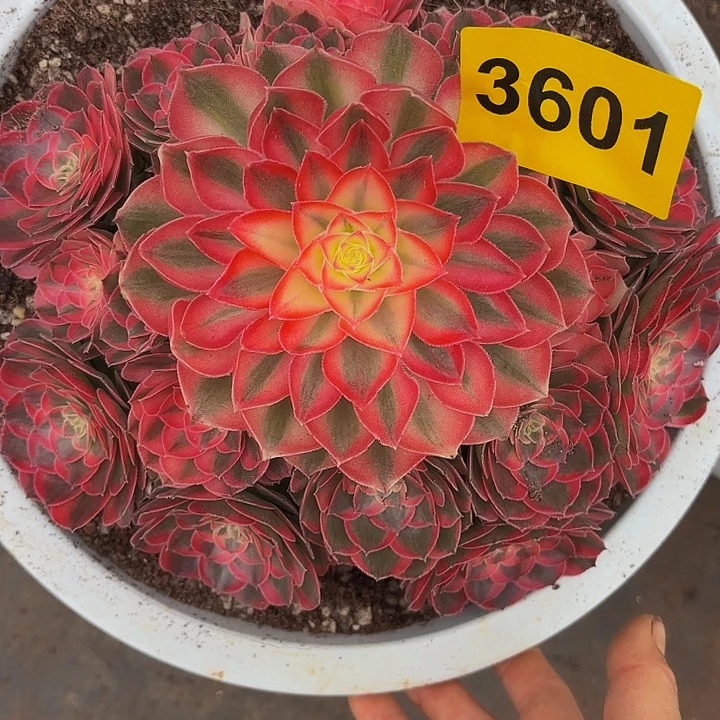 多肉植物半糖3601