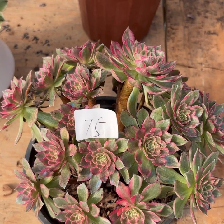 无花朵075特价万花同无售后