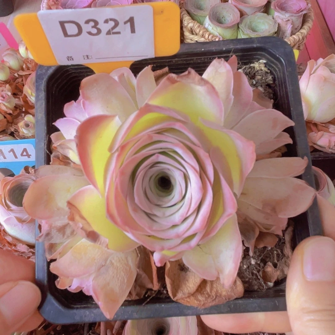 321山地玫瑰粉色