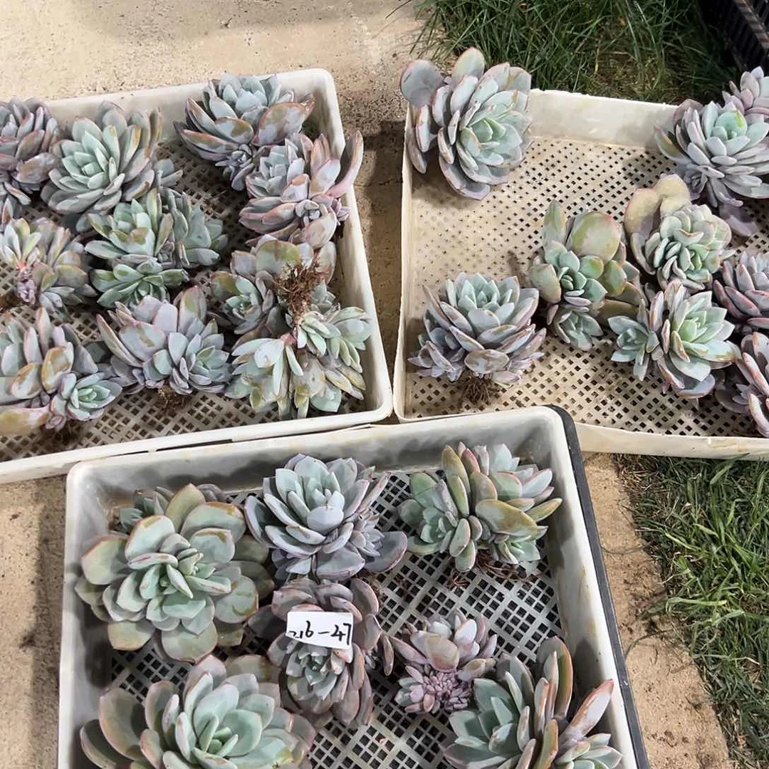 216-47奶茶多头多肉随机