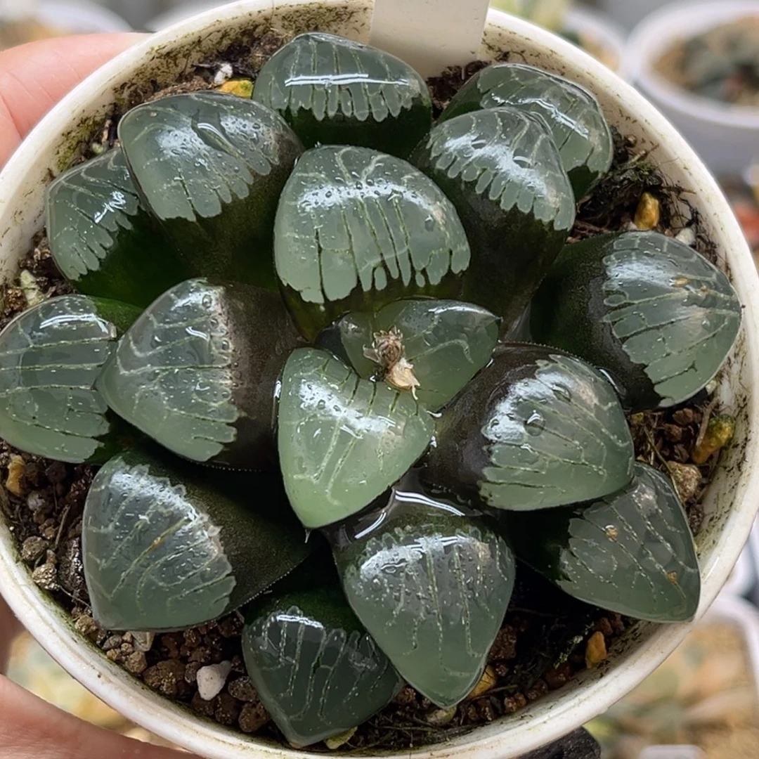 95爱神克福利专场