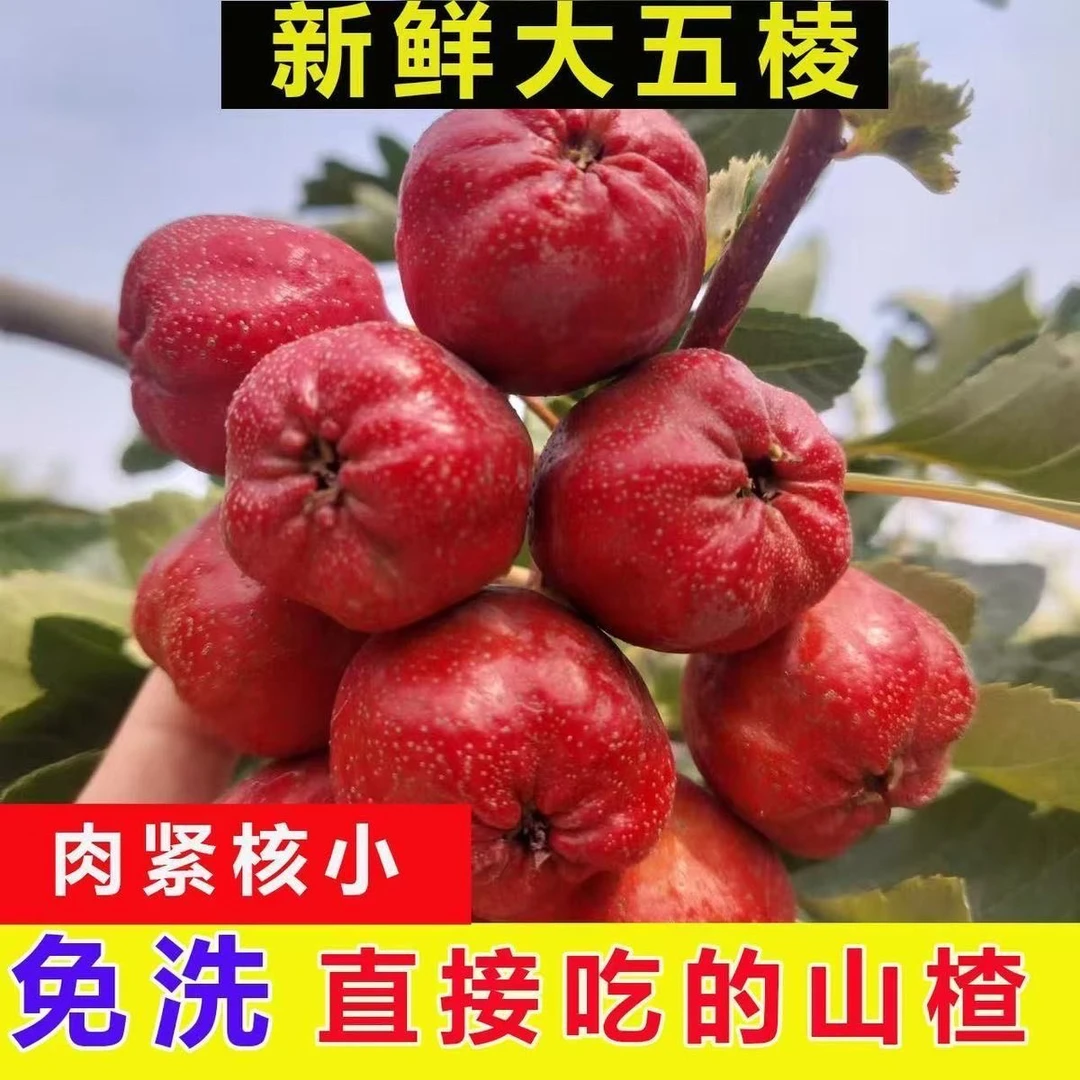 新鲜山楂果大五棱可做糖葫芦的美味水果山里红现摘现发