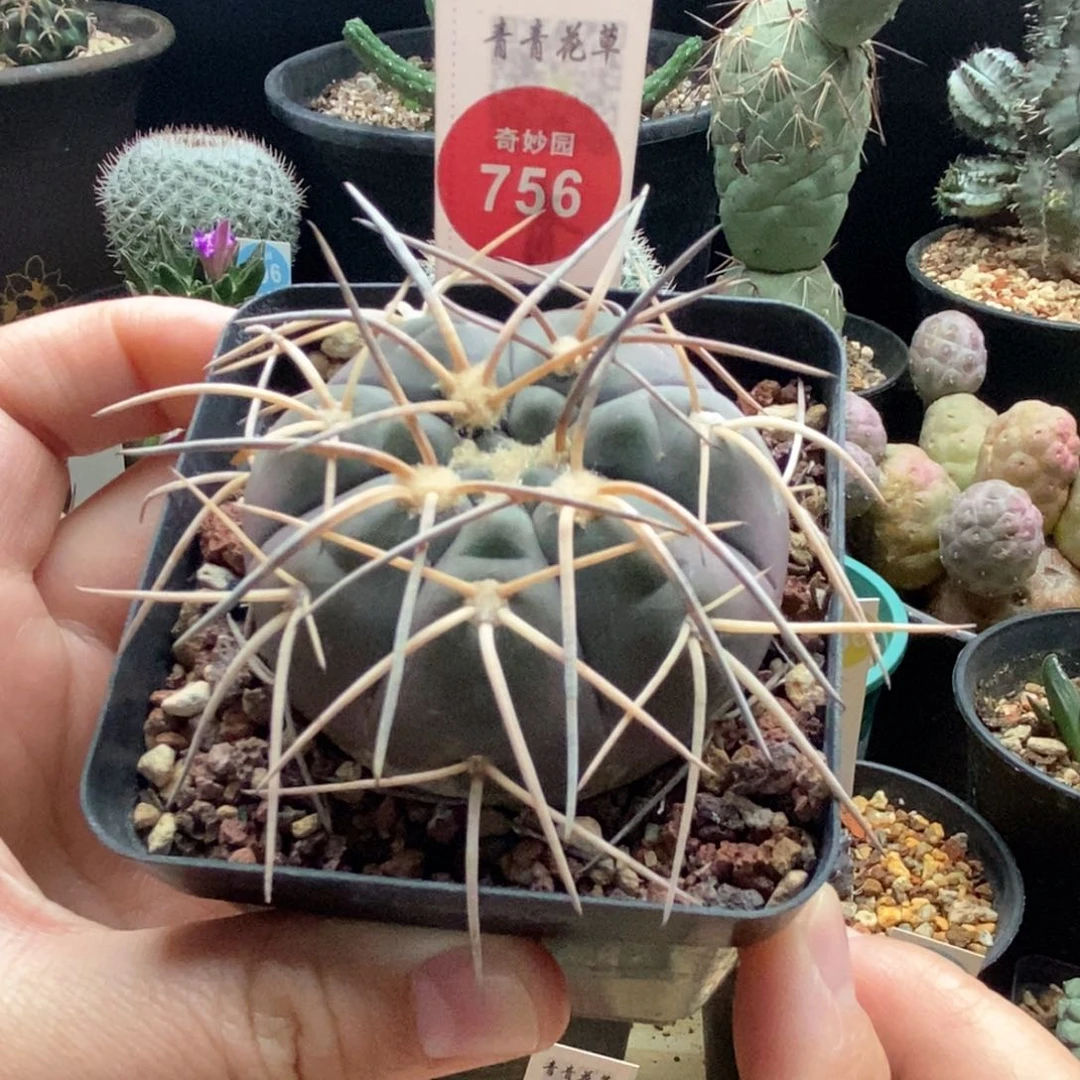 实生狂刺天平丸5.4cm一棵仙人球