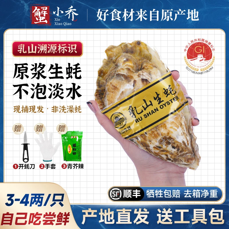 【3-4两/只】乳山生蚝黄金牡蛎海蛎子5-9斤包活（自己吃尝鲜）