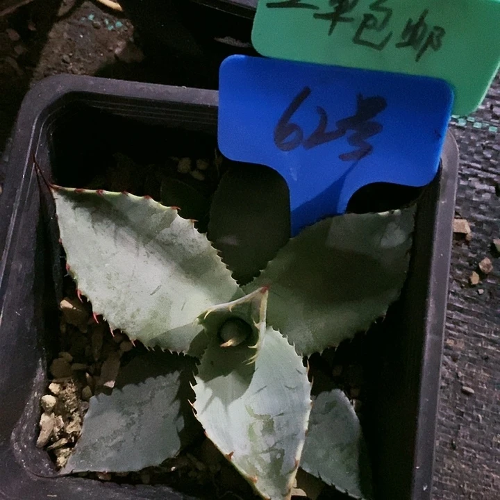 【闪购商品】无花朵龙舌兰韦非尔德