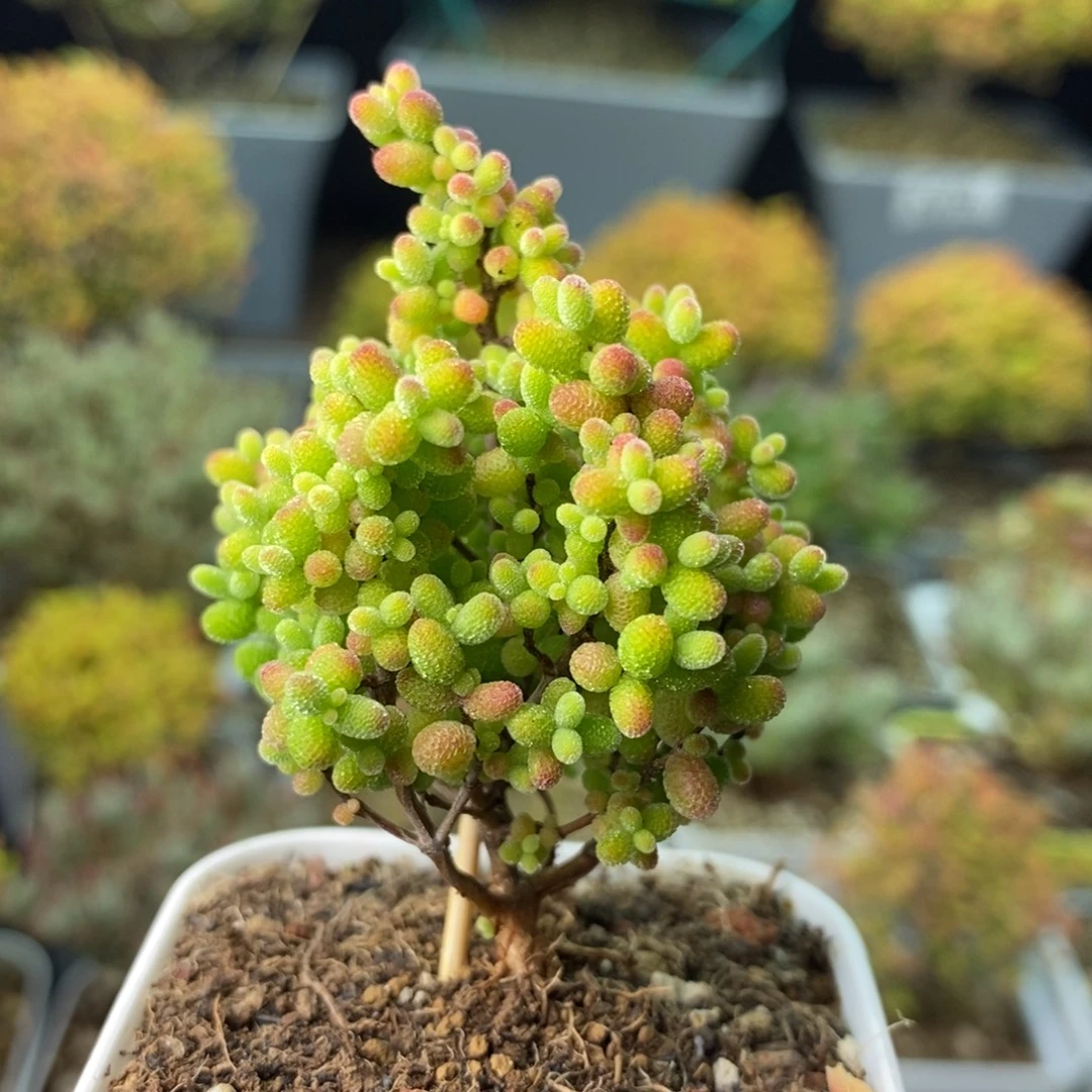 1177精控蜜橘糖球 。