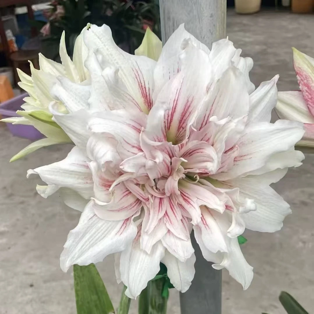 朱顶红-神乐主球4.5带2侧，包对版，不包养护