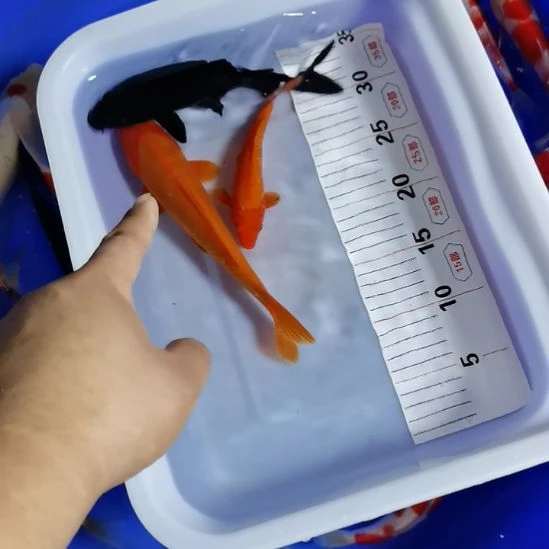 海水锦鲤鱼锦鲤鱼锦鲤