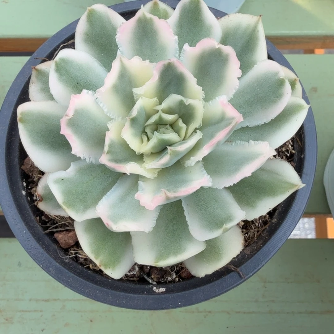 紫蝴蝶锦锦上园艺一物一拍