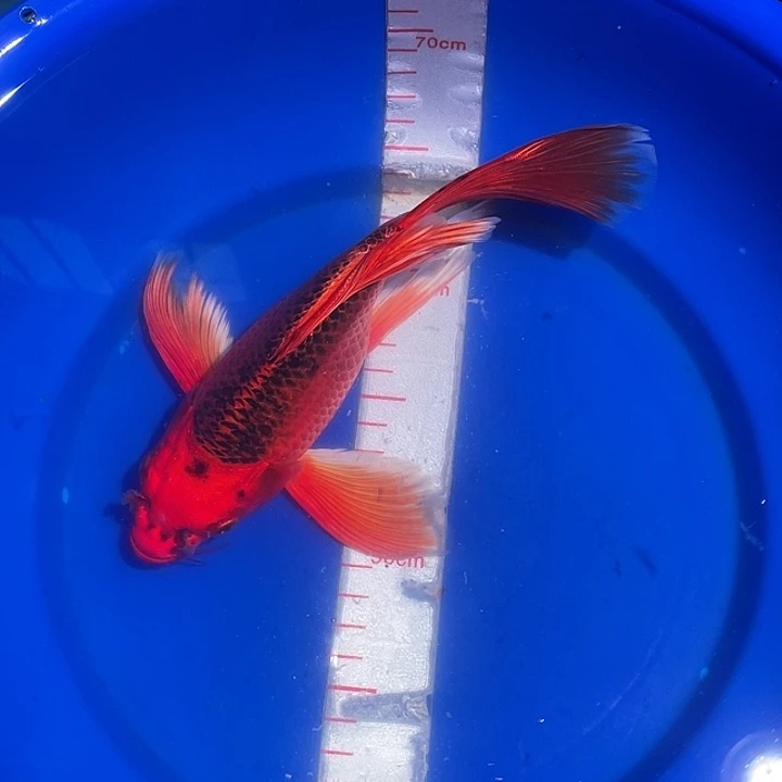蝴蝶鲤冷水观赏鱼
