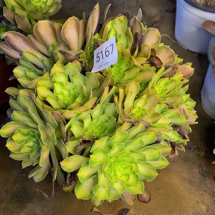 韶华多肉断头不包5167