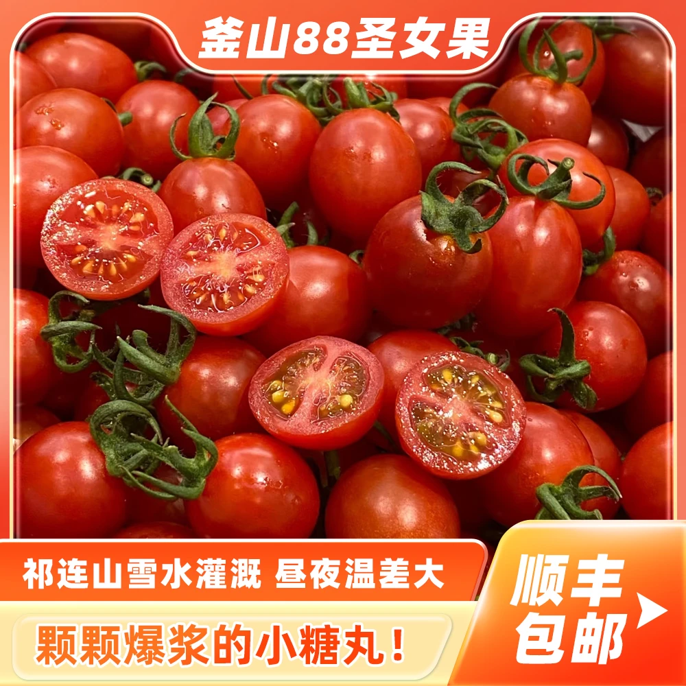 甘肃沙漠种植新鲜现摘自然熟樱桃小番茄爆汁釜山88小番茄顺丰包邮