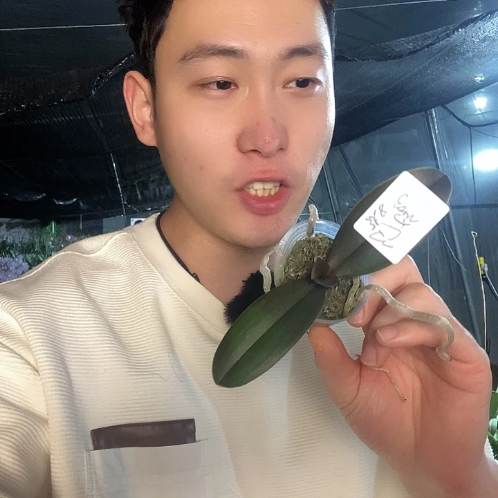 无花朵幻境森林之子