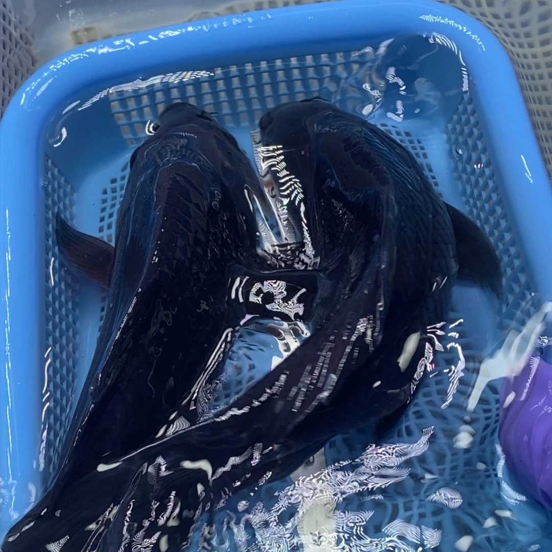 锦鲤冷水锦鲤包邮