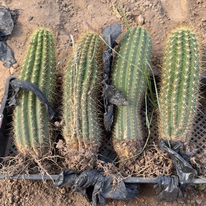 218新品毛花柱落地无木心斑一个