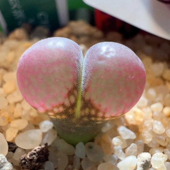 386。 优选c10x贝瑞公主。 大鼓鼓窗