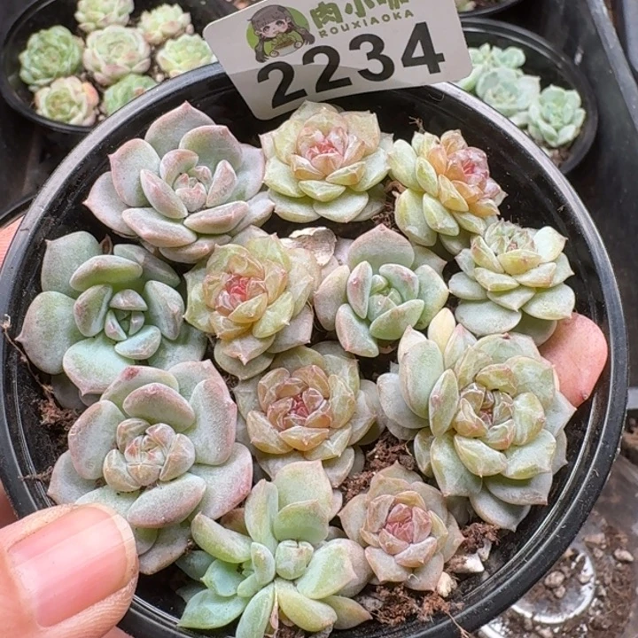 无花朵多肉植物多肉植物