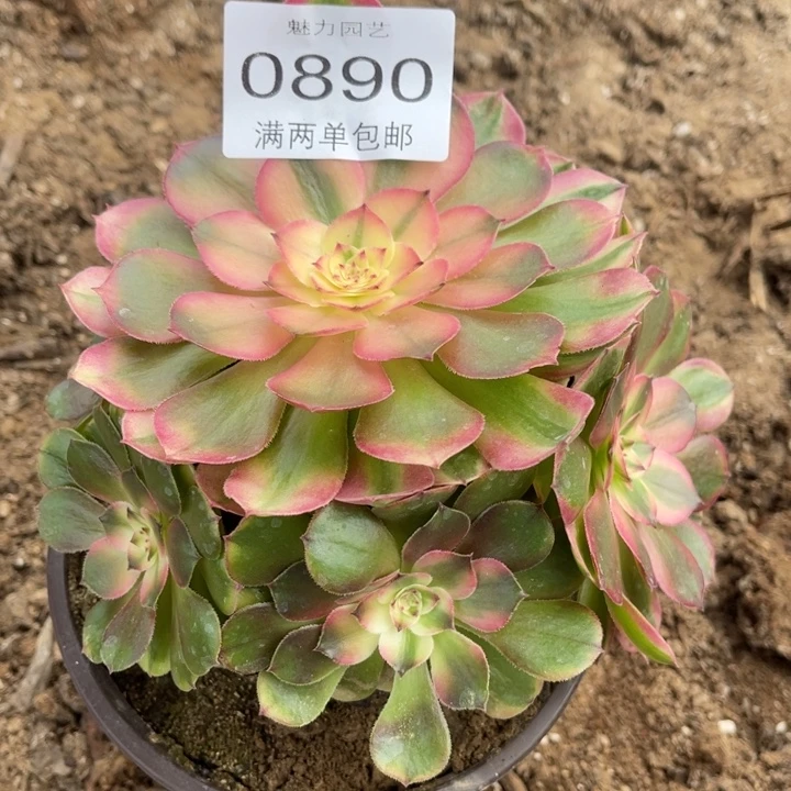 荔枝的人多肉的人0890