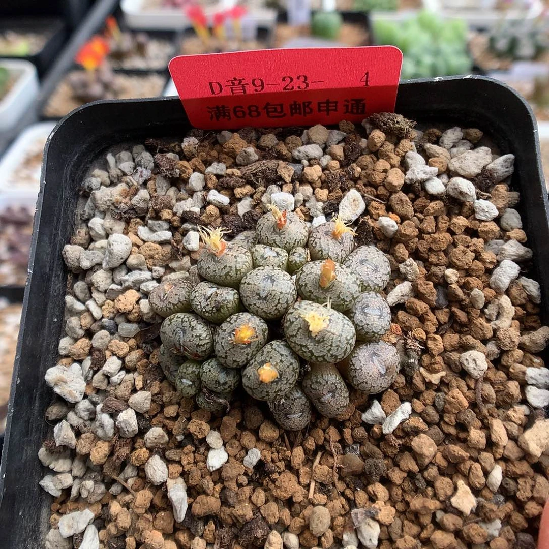 9-23-4 康菩提一群