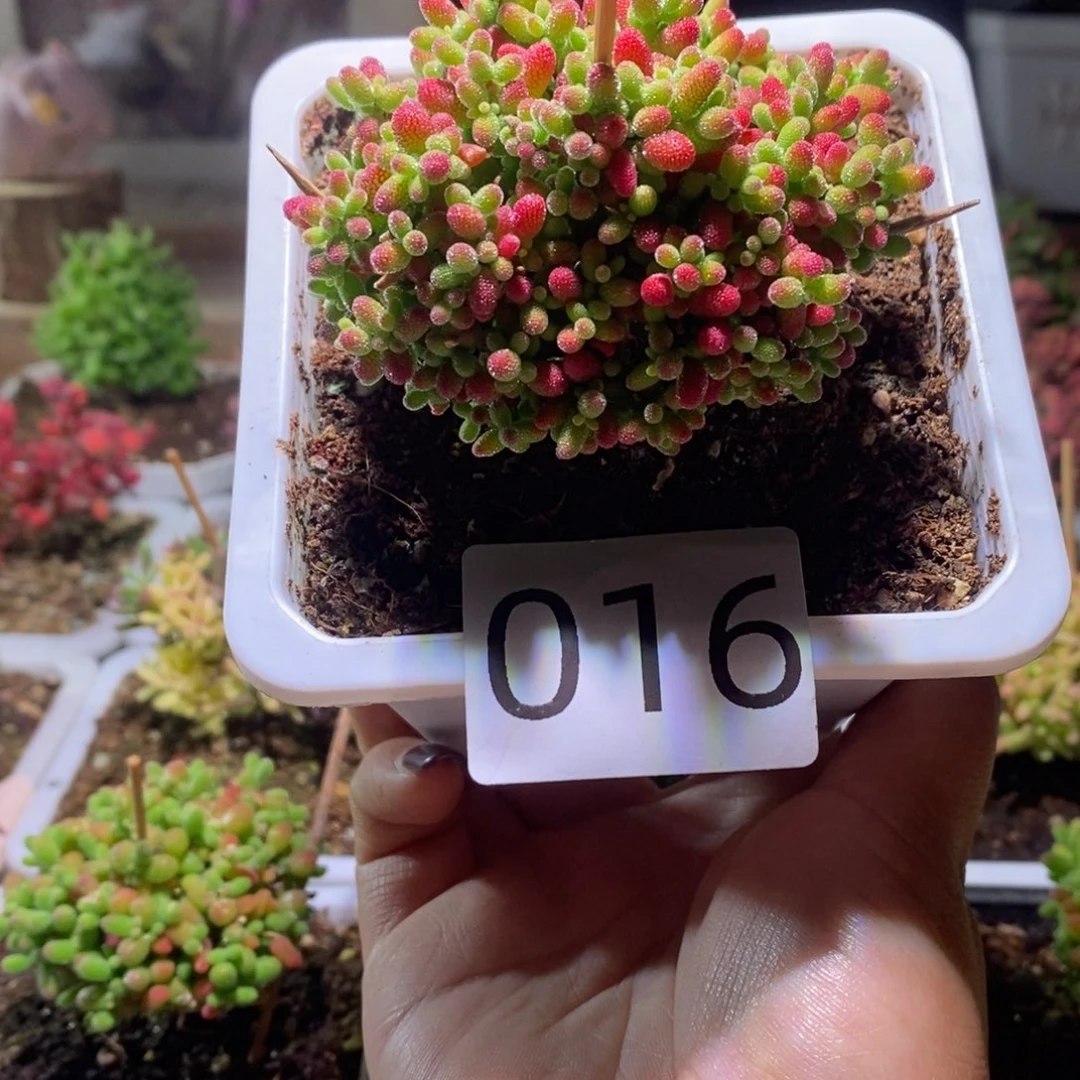 蜜橘带盆土发货一物一拍