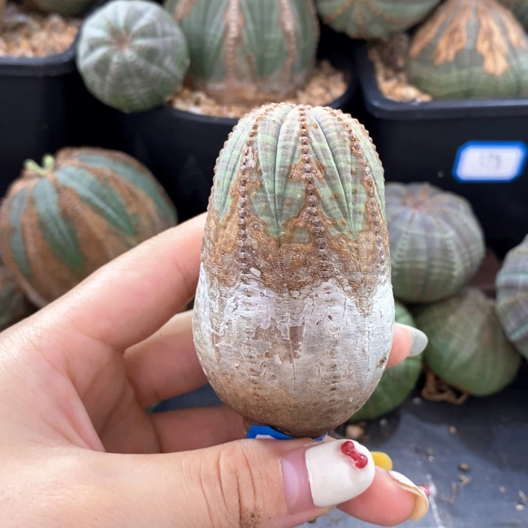 欧系实生布纹球一物一拍