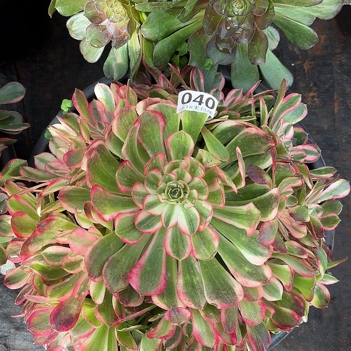 040孔雀翎掌心多肉法师锦不包侧枝断枝