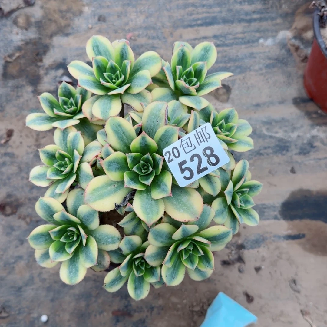 星爆528满20包邮断枝不包