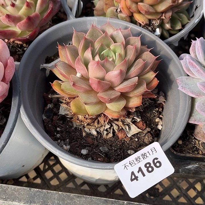 阿雅园艺。       4186