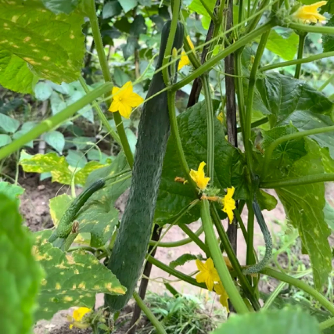 【顺丰包邮】农家自种新鲜黄瓜自然成熟现摘现发3.5斤