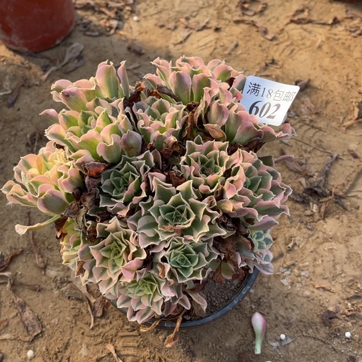 小***草602白凤绣球1号棚