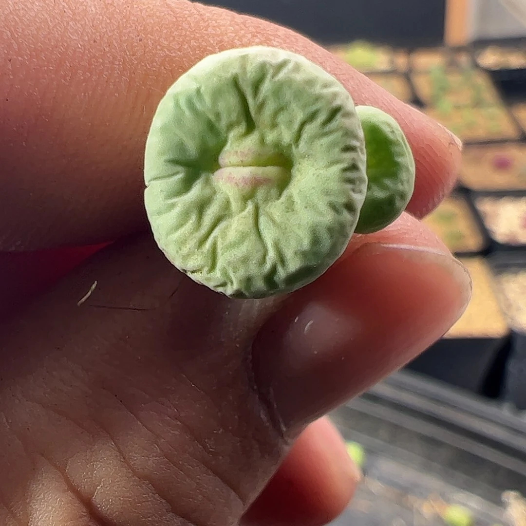 0000470 一物一拍脱土发