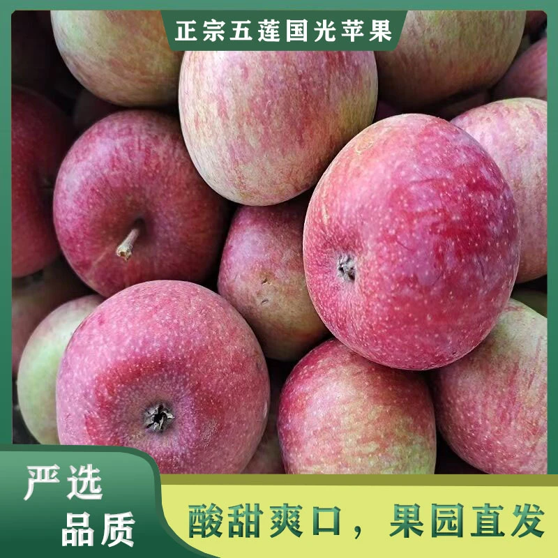 正宗老国光苹果山东五莲小老树纯绿色新鲜水果青酸甜脆苹果老品种新鲜苹果