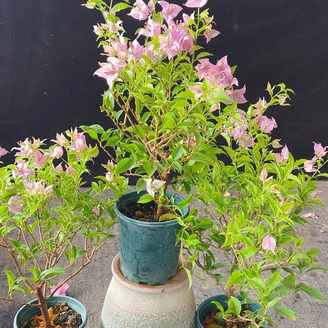 大部分花苞少量开放柳叶苹果花掌中宝一颗