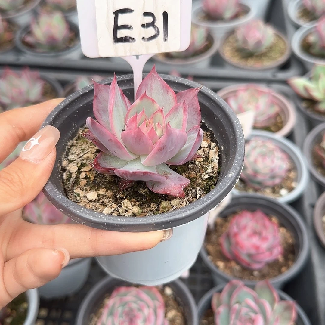 熊***毛惊鸿仙子E31多肉