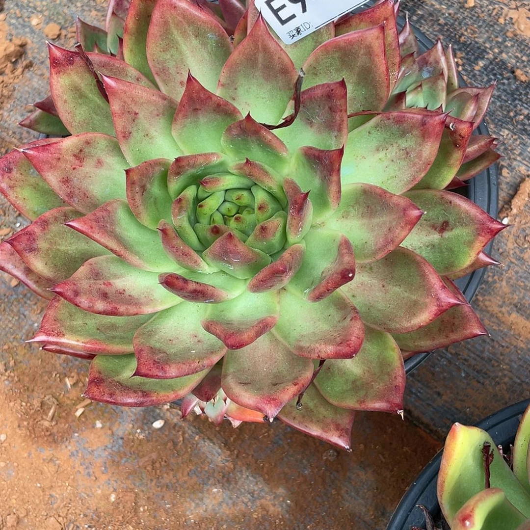 若如东云筐拍E946