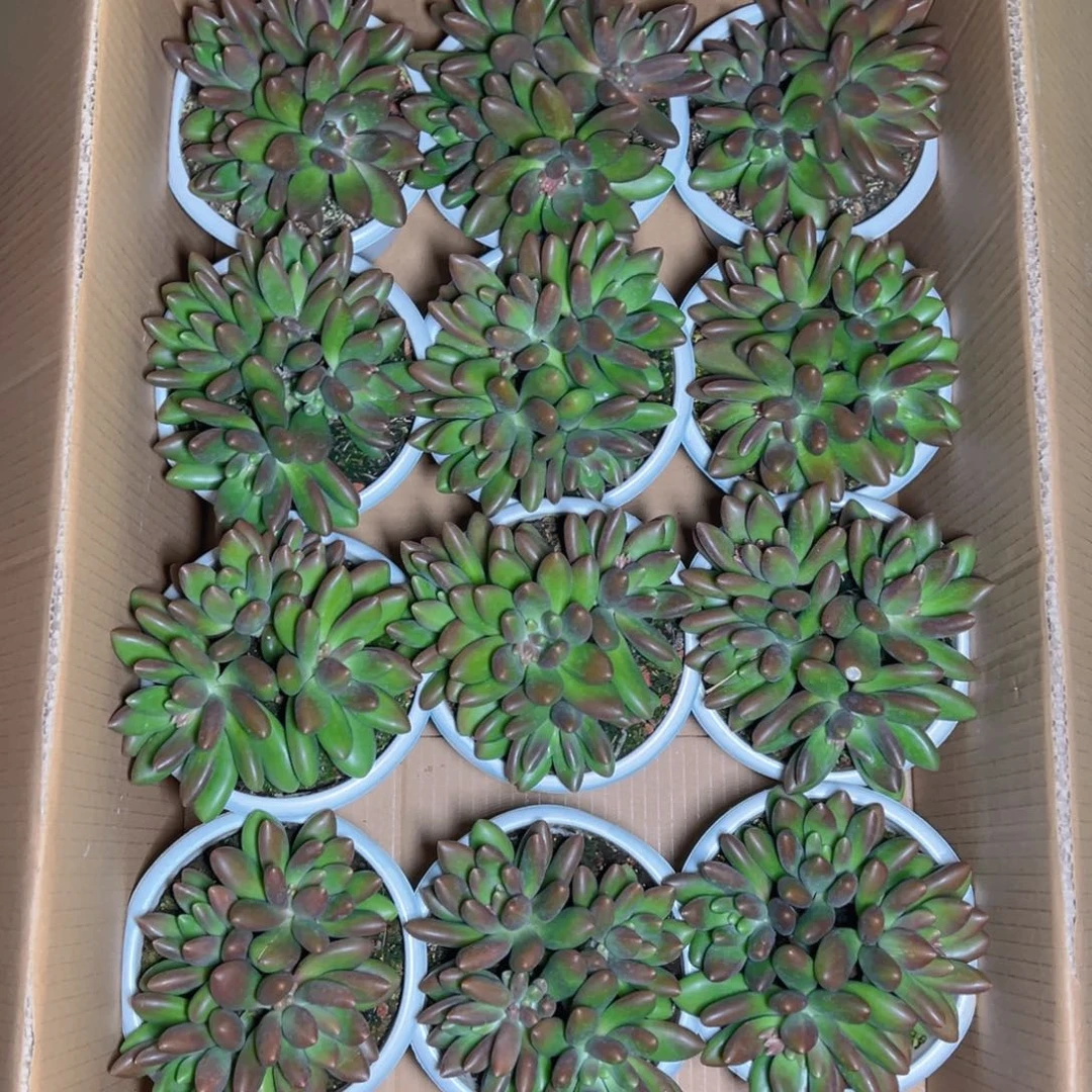 芒果奶4个起11111111