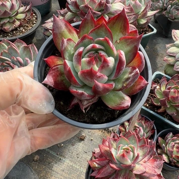 惊鸿仙子量拍拉丝精 6 公分左右