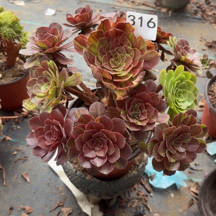 花月夜多肉植物不包损316